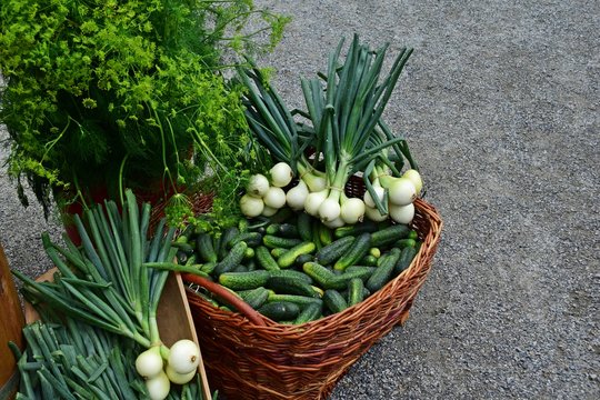 ein Korb Gurken, Gemüsezwiebeln und Dill für die Gurkenverarbeitung im Spreewald