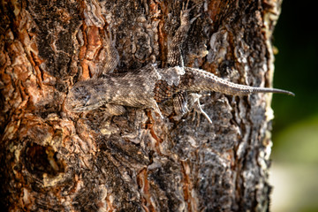Lizard shedding skin