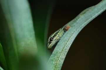 Gecko