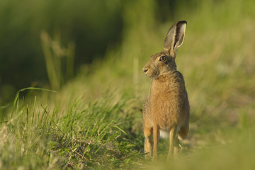 Hare Lepus europaeus - wild animal, natural green background, closeup