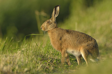 Naklejka na ściany i meble Hare Lepus europaeus - wild animal, natural green background, closeup