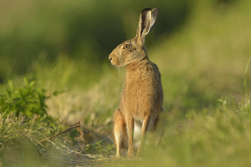 Hare Lepus europaeus - wild animal, natural green background, closeup
