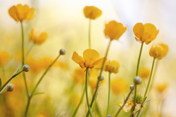 Yellow flowers of field buttercups