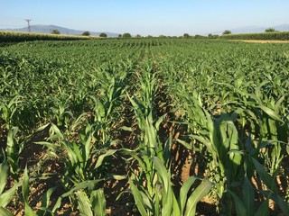 Field of corn