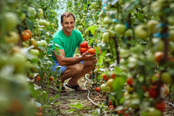 Farmer picking tomatoes from his garden