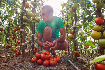 Farmer picking tomatoes from his garden