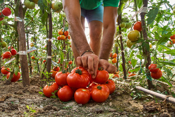 Farmer picking tomatoes from his garden