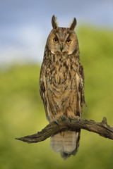 Europaean Long Eared Owl Asio otus sitting on dead tree - natural forest background, closeup 