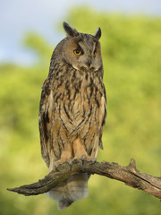 Europaean Long Eared Owl Asio otus - natural forest background 