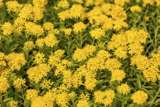 Blooming Sedum Aizoon in a summer garden