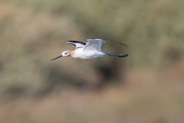 American avocet flying in the wild 