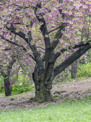 Prunus serrulata or Japanese Cherry