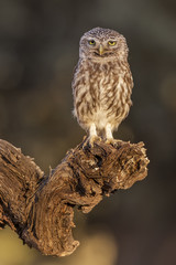 little owl