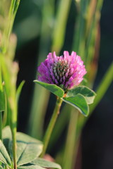 Kleebl&uuml;te / clover blossom