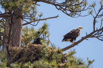 American Bald Eagle (Haliaeetus leucocephalus) adult and eaglet on the nest
