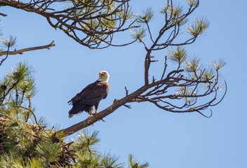 American Bald Eagle (Haliaeetus leucocephalus) perched in a pine tree with a blue sky backdrop