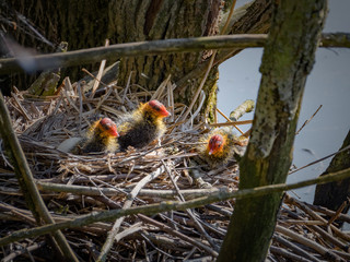 junge Blässhuhn-Küken