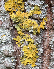 Licheni