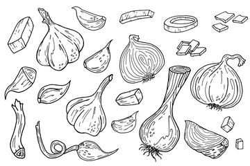 Onion and garlic hand drawn illustration set