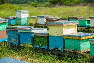 Honeybees flying in and out of their hive. Hives in the apiary. bees ready for honey.