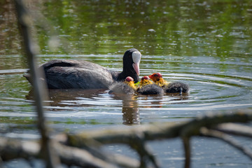 Blässhuhn mit jungen Küken