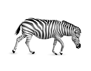 Zebra walking and bend down.  Wild animal texture. Striped black and white. Illustration isolated on white background.