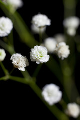 Baby's Breath photos, royalty-free images, graphics, vectors & videos