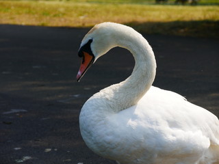 Swan looking out on the water