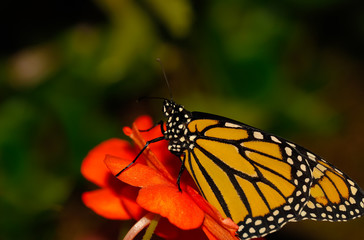 Monarch butterfly close up macro shot