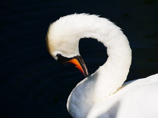 close up curled neck of a swan