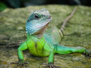 Lizard looking to the side