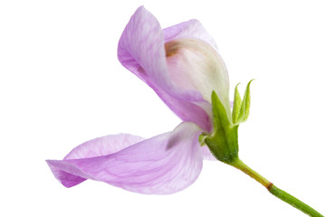 Flowers of sweet pea, isolated on white background