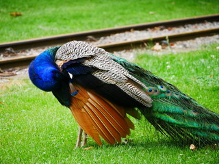 Obraz premium Peacock cleaning its feathers