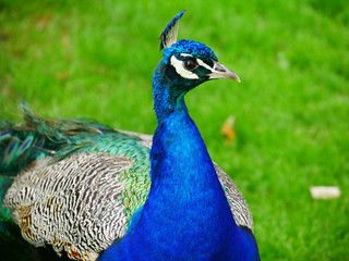 Fototapeta premium Dumny paw