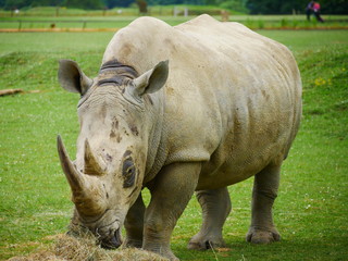 Naklejka premium Full body picture of a rhino