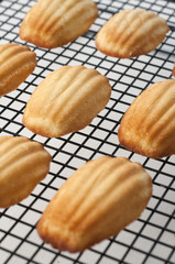 Madeleine cookies on cooling rack