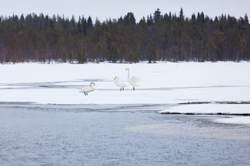 Swans on partially frozen lake
