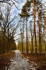 Droga w lesie jesień