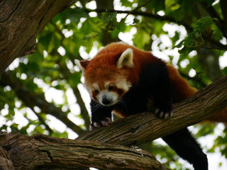Red panda looking down attempting to jump