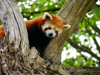 Cute red panda in a tree