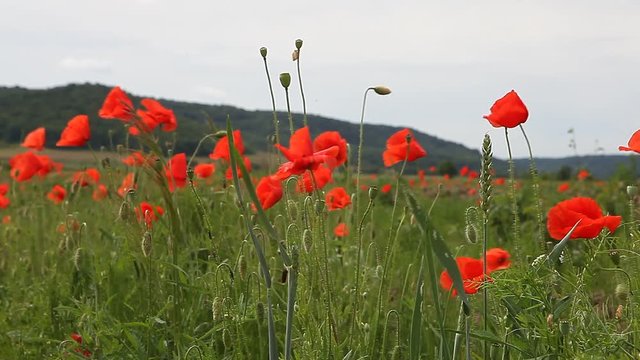 Poppy flowers against the blue sky / summer meadow pasture