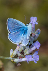 Powder blue butterfly macro shot