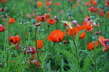 Fields of red flowers and seedpods of poppy Papaver Orientale