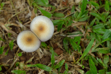 double mushroom