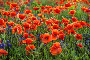 red poppies and purple bells on a field