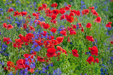 red poppies on a summer field