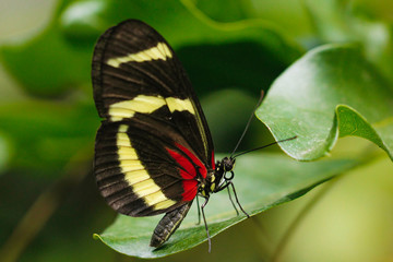 Fototapeta na wymiar Postman Heliconian longwing butterfly