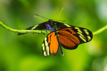 Doris (Madiera)  longwing butterfly