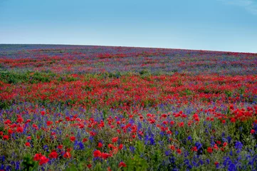Poster big colorful field poppies and bells flowers © pavlobaliukh