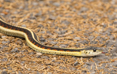 Colorful Garter Snake hunting (Thamnophis sirtalis)